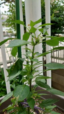 花が咲き始めた鷹の爪