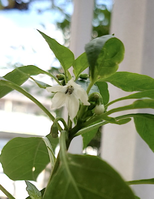 鷹の爪の花